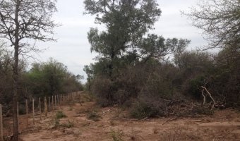 1017 Ha Ganaderas en Urutau
