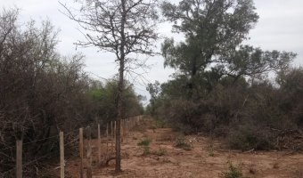 1017 Ha Ganaderas en Urutau