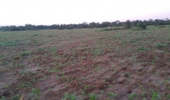 2500 Ha Ganaderas en La Providencia, Chaco