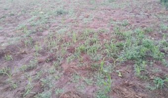 2500 Ha Ganaderas en La Providencia, Chaco