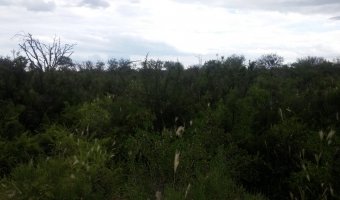 580 Ha Ganaderas en La Capilla
