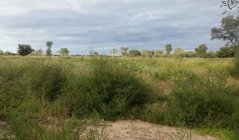 134 Ha Mixto en Siete Árboles