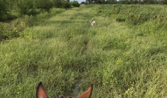 2000 Ha Ganaderas en Villa Figueroa