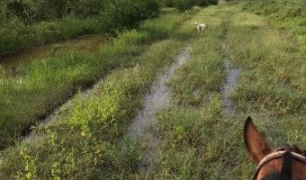 2000 Ha Ganaderas en Villa Figueroa