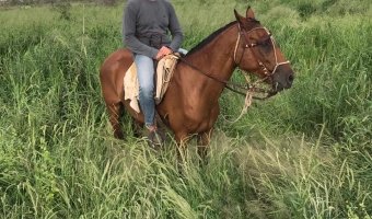 2000 Ha Ganaderas en Villa Figueroa