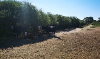 Campo Ganadero en Los Acosta