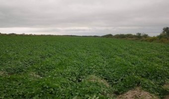 Campo Agrícola en La Aurora