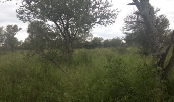 Campo Ganadero en La Blanca