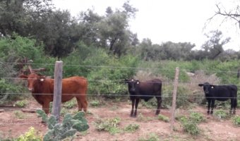 3270 Ha Ganadero en Las Carpas