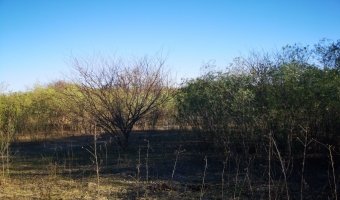 20 Ha Agrícolas en Negra Muerta