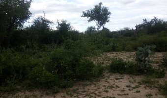 837 Ha Ganadero en Loreto
