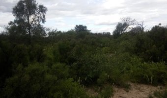 837 Ha Ganadero en Loreto