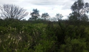 837 Ha Ganadero en Loreto