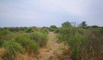 167 ha Agrícolas en La Aurora