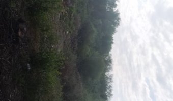 Campo Agrícola en Clodomira, Santiago del Estero