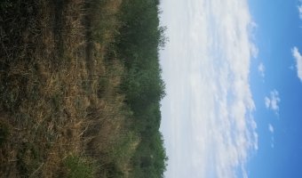 Campo Agrícola en Clodomira, Santiago del Estero