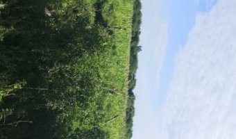 Chacra cinco Ha en El Mojón, Silipica, Santiago del Estero