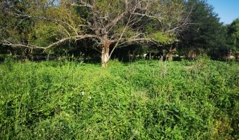 Chacra cinco Ha en El Mojón, Silipica, Santiago del Estero
