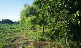 Chacra cinco Ha en El Mojón, Silipica, Santiago del Estero