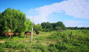 Chacra cinco Ha en El Mojón, Silipica, Santiago del Estero