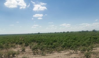 Campo Agrícola en La Aurora