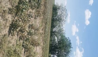 Campo Agrícola en La Aurora