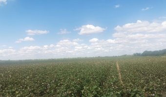 Campo Agrícola en La Aurora