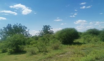 167 ha Agrícolas en La Aurora