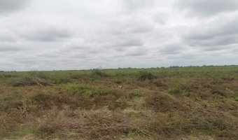 Canje de 330 Ha Agrícolas por Campo Ganadero