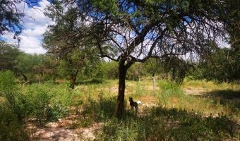 Terreno de 30 x 50 metros en El Zanjón