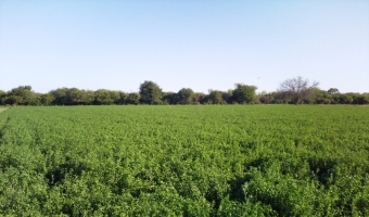 Fardos de Alfalfa Santiago del Estero