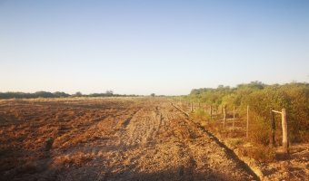 Campo Agrícola en La Aurora, Santiago del Estero