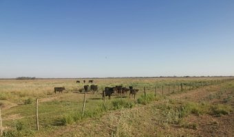 Campo Ganadero Estación Taboada, Santiago del Estero