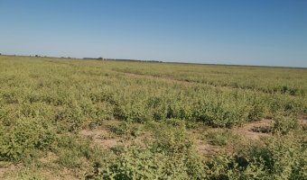 Campo Agrícola en Fernández