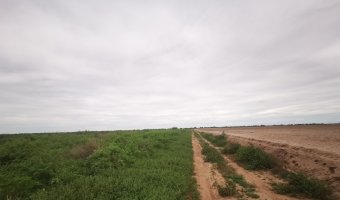 100 Ha Agrícolas en Pampa Muyoj