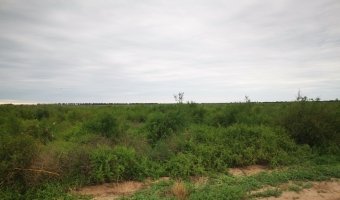 100 Ha Agrícolas en Pampa Muyoj