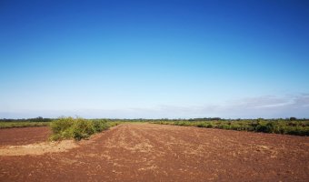 Campo Agrícola en Loreto, Santiago del Estero