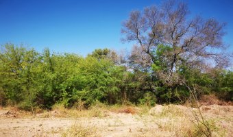Campo Ganadero en Garza, Santiago del Estero