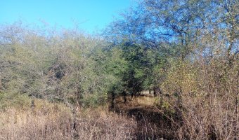 Chacra en el Tramo 18, Santiago del Estero