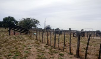 Feedlot en Beltrán, Santiago del Estero