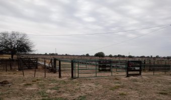 Feedlot en Beltrán, Santiago del Estero