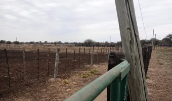 Feedlot en Beltrán, Santiago del Estero