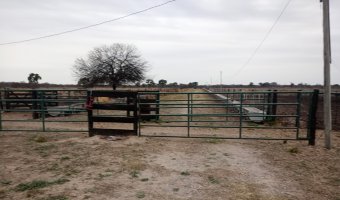 Feedlot en Beltrán, Santiago del Estero