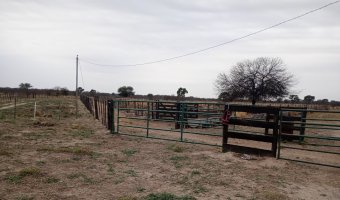 Feedlot en Beltrán, Santiago del Estero