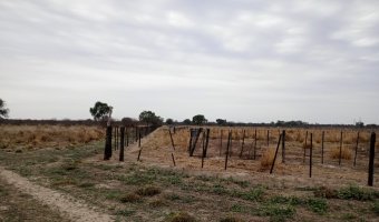 Feedlot en Beltrán, Santiago del Estero