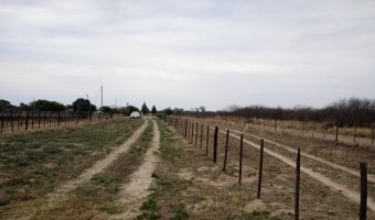 Feedlot en Beltrán, Santiago del Estero