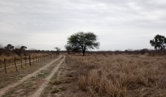 Feedlot en Beltrán, Santiago del Estero