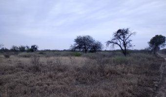 Feedlot en Beltrán, Santiago del Estero