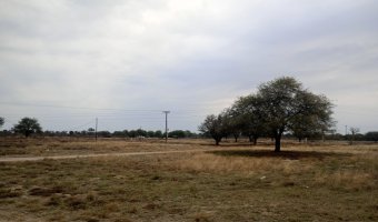 Feedlot en Beltrán, Santiago del Estero