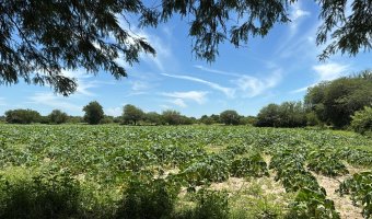 Chacra en Silípica, Santiago del Estero